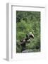 Giant Panda in the Forest-DLILLC-Framed Photographic Print