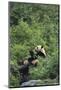 Giant Panda in the Forest-DLILLC-Mounted Photographic Print