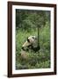 Giant Panda in the Forest-DLILLC-Framed Photographic Print