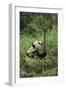 Giant Panda in the Forest-DLILLC-Framed Photographic Print