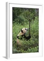 Giant Panda in the Forest-DLILLC-Framed Photographic Print