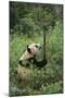 Giant Panda in the Forest-DLILLC-Mounted Photographic Print