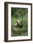 Giant Panda in the Forest-DLILLC-Framed Photographic Print