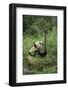 Giant Panda in the Forest-DLILLC-Framed Photographic Print