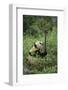 Giant Panda in the Forest-DLILLC-Framed Photographic Print