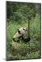 Giant Panda in the Forest-DLILLC-Mounted Photographic Print