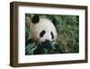 Giant Panda in the Forest-DLILLC-Framed Photographic Print