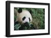 Giant Panda in the Forest-DLILLC-Framed Photographic Print