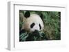 Giant Panda in the Forest-DLILLC-Framed Photographic Print