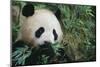 Giant Panda in the Forest-DLILLC-Mounted Photographic Print