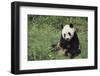 Giant Panda in the Forest-DLILLC-Framed Photographic Print