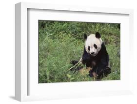 Giant Panda in the Forest-DLILLC-Framed Photographic Print