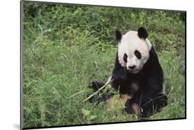 Giant Panda in the Forest-DLILLC-Mounted Photographic Print