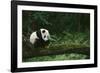 Giant Panda in the Forest-DLILLC-Framed Photographic Print