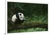 Giant Panda in the Forest-DLILLC-Framed Photographic Print