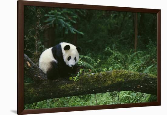 Giant Panda in the Forest-DLILLC-Framed Photographic Print