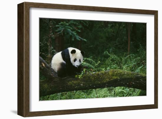 Giant Panda in the Forest-DLILLC-Framed Photographic Print