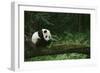 Giant Panda in the Forest-DLILLC-Framed Photographic Print