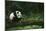 Giant Panda in the Forest-DLILLC-Mounted Photographic Print