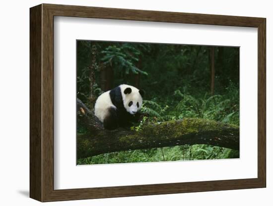 Giant Panda in the Forest-DLILLC-Framed Photographic Print