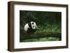 Giant Panda in the Forest-DLILLC-Framed Photographic Print