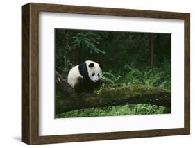 Giant Panda in the Forest-DLILLC-Framed Photographic Print