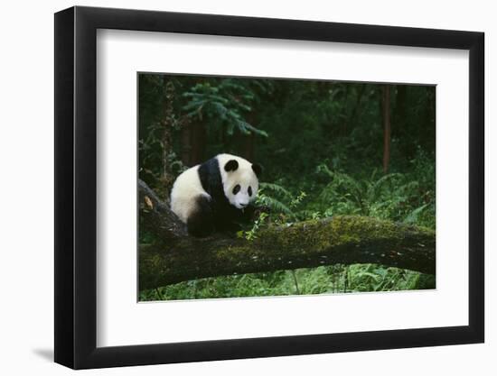 Giant Panda in the Forest-DLILLC-Framed Photographic Print