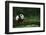 Giant Panda in the Forest-DLILLC-Framed Photographic Print