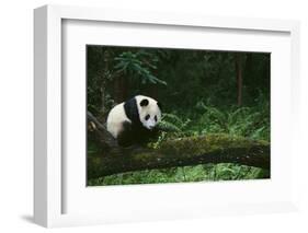 Giant Panda in the Forest-DLILLC-Framed Photographic Print