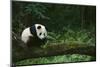 Giant Panda in the Forest-DLILLC-Mounted Photographic Print