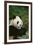 Giant Panda in the Forest-DLILLC-Framed Photographic Print