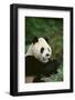 Giant Panda in the Forest-DLILLC-Framed Photographic Print