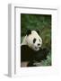 Giant Panda in the Forest-DLILLC-Framed Photographic Print