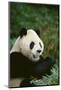 Giant Panda in the Forest-DLILLC-Mounted Photographic Print