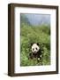 Giant Panda in the Forest-DLILLC-Framed Photographic Print