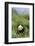 Giant Panda in the Forest-DLILLC-Framed Photographic Print