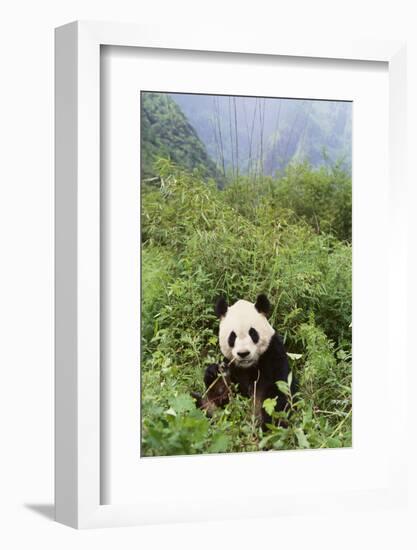 Giant Panda in the Forest-DLILLC-Framed Photographic Print