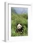 Giant Panda in the Forest-DLILLC-Framed Photographic Print