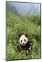 Giant Panda in the Forest-DLILLC-Mounted Photographic Print