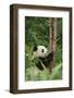 Giant Panda in the Forest-DLILLC-Framed Photographic Print