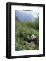 Giant Panda in the Forest-DLILLC-Framed Photographic Print