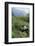 Giant Panda in the Forest-DLILLC-Framed Photographic Print