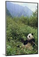 Giant Panda in the Forest-DLILLC-Mounted Photographic Print