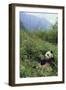 Giant Panda in the Forest-DLILLC-Framed Photographic Print