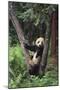 Giant Panda in the Forest-DLILLC-Mounted Photographic Print