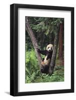 Giant Panda in the Forest-DLILLC-Framed Photographic Print