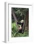 Giant Panda in the Forest-DLILLC-Framed Photographic Print