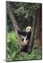 Giant Panda in the Forest-DLILLC-Mounted Photographic Print