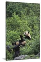 Giant Panda in the Forest-DLILLC-Stretched Canvas