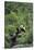 Giant Panda in the Forest-DLILLC-Stretched Canvas